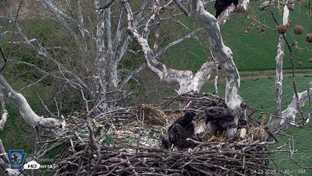 PA Farm Country Eagles Live Cams - Apr 22, 2026, 11:49am EDT