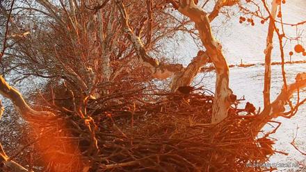 PA Farm Country Eagles Live Cams - Jan 24, 2026, 7:26am EST