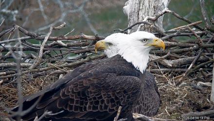 PA Farm Country Eagles Live Cams - Mar 15, 2026, 4:35pm EDT