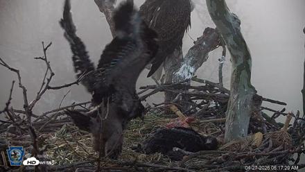 PA Farm Country Eagles Live Cams - Apr 27, 2026, 6:18am EDT