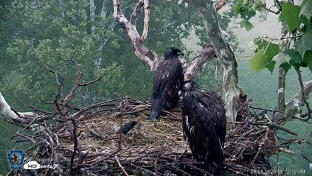 PA Farm Country Eagles Live Cams - May 25, 2026, 6:13am EDT