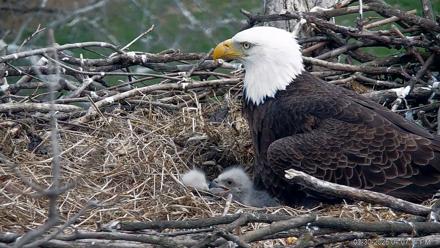 PA Farm Country Eagles Live Cams - Mar 30, 2026, 1:08pm EDT