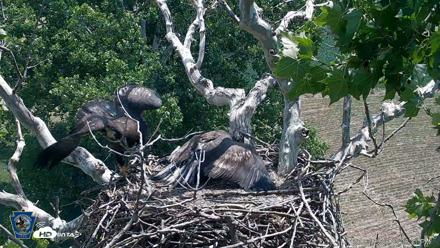 PA Farm Country Eagles Live Cams - Jul 3, 2026, 12:27pm EDT