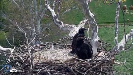 PA Farm Country Eagles Live Cams - May 2, 2026, 11:05am EDT