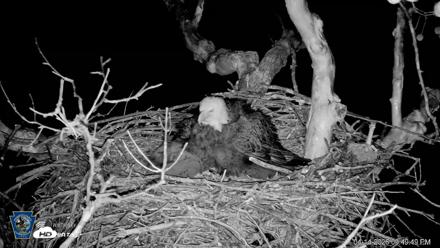 PA Farm Country Eagles Live Cams - Apr 14, 2026, 9:50pm EDT