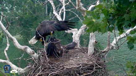 PA Farm Country Eagles Live Cams - Jul 18, 2026, 6:51am EDT