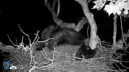 PA Farm Country Eagles Live Cams - May 19, 2026, 5:15am EDT