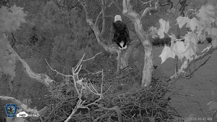PA Farm Country Eagles Live Cams - Sep 23, 2026, 6:50am EDT