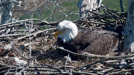PA Farm Country Eagles Live Cams - Mar 24, 2026, 12:39pm EDT