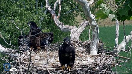 PA Farm Country Eagles Live Cams - May 26, 2026, 2:14pm EDT