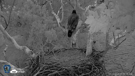 PA Farm Country Eagles Live Cams - Jul 17, 2026, 5:59am EDT