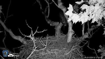 PA Farm Country Eagles Live Cams - Jun 25, 2026, 2:18am EDT