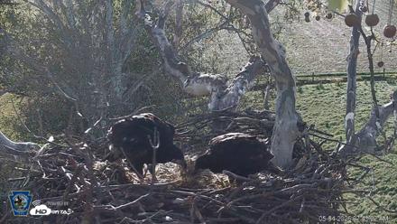 PA Farm Country Eagles Live Cams - May 4, 2026, 7:44am EDT