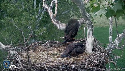 PA Farm Country Eagles Live Cams - May 22, 2026, 4:09pm EDT