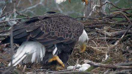 PA Farm Country Eagles Live Cams - Mar 16, 2026, 11:36am EDT