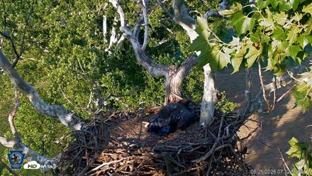 PA Farm Country Eagles Live Cams - Jun 25, 2026, 7:33pm EDT