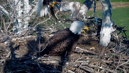 PA Farm Country Eagles Live Cams - Apr 9, 2026, 5:49pm EDT