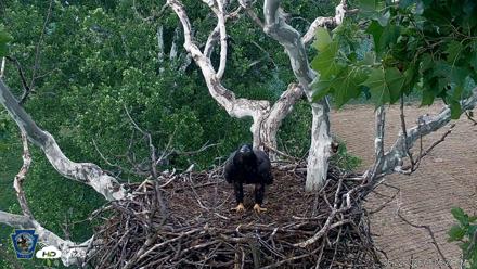 PA Farm Country Eagles Live Cams - Jun 22, 2026, 8:07pm EDT