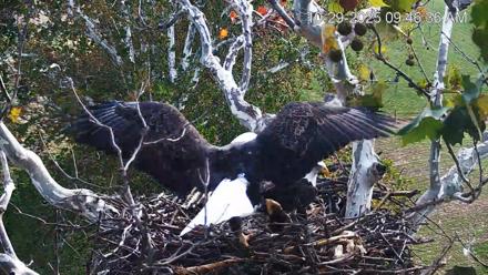 PA Farm Country Eagles Live Cams - Oct 29, 2025, 9:47am EDT