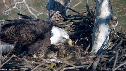 PA Farm Country Eagles Live Cams - Mar 10, 2026, 4:41pm EDT