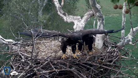 PA Farm Country Eagles Live Cams - May 19, 2026, 6:03pm EDT