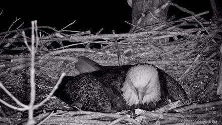 PA Farm Country Eagles Live Cams - Mar 11, 2026, 9:26pm EDT