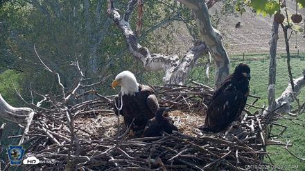 PA Farm Country Eagles Live Cams - May 10, 2026, 9:29am EDT