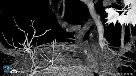 PA Farm Country Eagles Live Cams - May 24, 2026, 11:26pm EDT