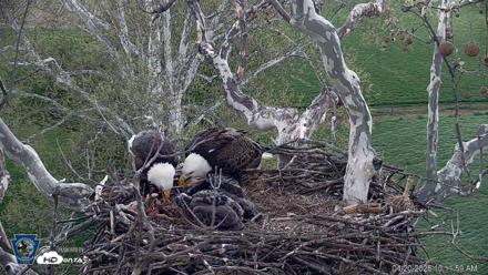 PA Farm Country Eagles Live Cams - Apr 20, 2026, 10:12am EDT