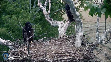 PA Farm Country Eagles Live Cams - Jun 1, 2026, 1:35pm EDT