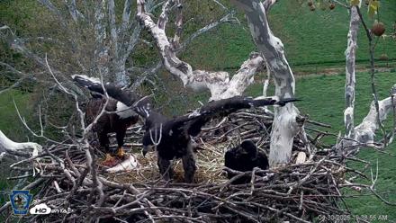 PA Farm Country Eagles Live Cams - Apr 30, 2026, 10:40am EDT