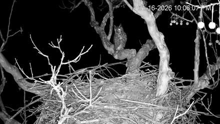 PA Farm Country Eagles Live Cams - Jan 16, 2026, 10:07pm EST