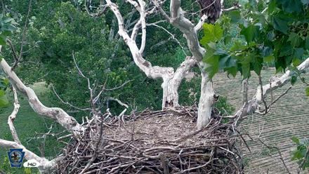 PA Farm Country Eagles Live Cams - Jul 7, 2026, 6:34pm EDT