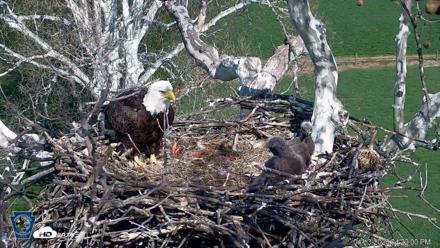 PA Farm Country Eagles Live Cams - Apr 13, 2026, 4:22pm EDT