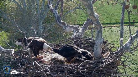 PA Farm Country Eagles Live Cams - May 1, 2026, 8:39am EDT