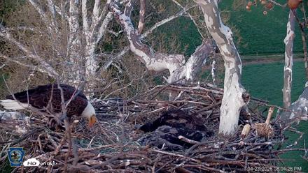 PA Farm Country Eagles Live Cams - Apr 23, 2026, 8:03pm EDT