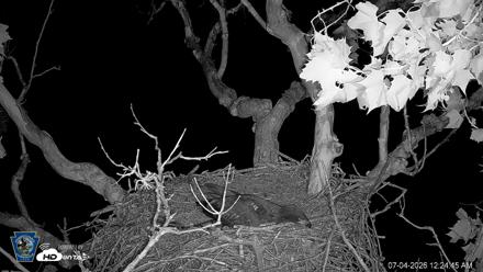 PA Farm Country Eagles Live Cams - Jul 4, 2026, 12:25am EDT