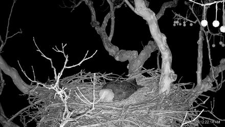 PA Farm Country Eagles Live Cams - Feb 11, 2026, 12:23am EST