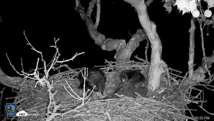 PA Farm Country Eagles Live Cams - May 9, 2026, 9:51pm EDT