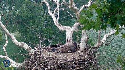 PA Farm Country Eagles Live Cams - Jul 18, 2026, 6:16am EDT