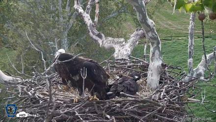 PA Farm Country Eagles Live Cams - May 15, 2026, 6:49am EDT