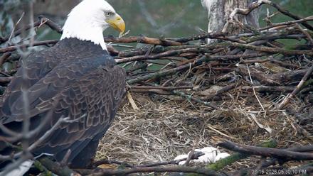 PA Farm Country Eagles Live Cams - Mar 16, 2026, 5:30pm EDT