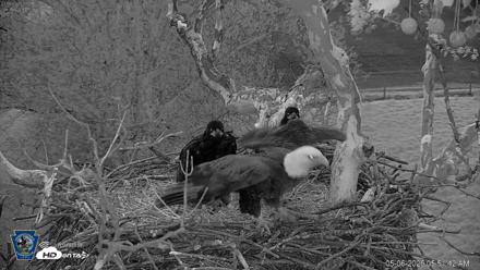PA Farm Country Eagles Live Cams - May 6, 2026, 5:52am EDT