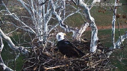 PA Farm Country Eagles Live Cams - Dec 12, 2025, 10:43am EST