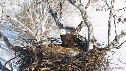 PA Farm Country Eagles Live Cams - Jan 31, 2026, 3:22pm EST