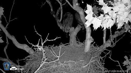 PA Farm Country Eagles Live Cams - Jun 27, 2026, 9:49pm EDT