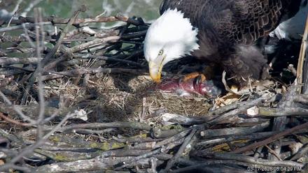 PA Farm Country Eagles Live Cams - Mar 17, 2026, 5:05pm EDT