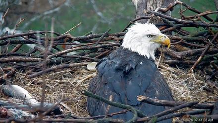 PA Farm Country Eagles Live Cams - Mar 23, 2026, 7:45am EDT