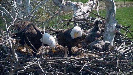 PA Farm Country Eagles Live Cams - Apr 10, 2026, 10:57am EDT