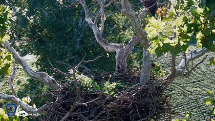 PA Farm Country Eagles Live Cams - Aug 29, 2026, 7:41am EDT
